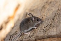 Residential Rodent Solutions: A Blueprint for Eradication