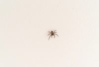 Effective Spider Control for Your Home