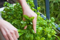 Grow Bushier Basil