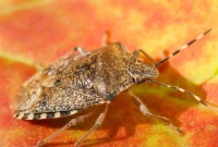 Your Natural Guide To Eliminating Garden Stink Bugs