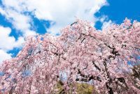 Growing a Magnificent Weeping Cherry Tree