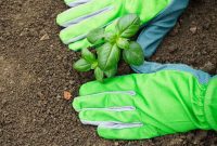 Timing Your Garden: When to Plant for Success