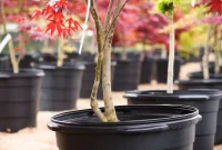 Mastering Japanese Maple Care and Cultivation