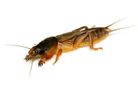 Reclaim Your Lawn Effective Mole Cricket Control