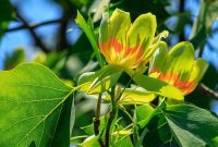 Growing Majestic Tulip Trees