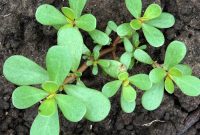 The Purslane Solution: A Guide to Removal and Lasting Prevention