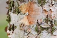 Grow a Thriving River Birch
