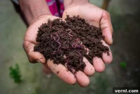 Worm Composting For Beginners
