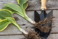 Mastering Hosta Division