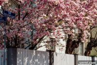 Magnolia Mastery From Planting to Bloom