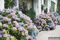 Hydrangea Care Made Easy