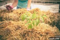 Kickstart Your Hay Bale Garden