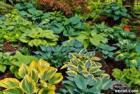 Unlock Hosta Success: Discovering Ideal Growing Climates