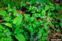 Wild Violet Invasion: Identification and Eradication Guide