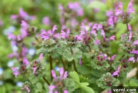 Henbit: How to Spot and Stop This Invasive Plant