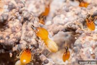 Termite Defense Your Ultimate Homeowner Strategy