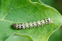 Identify and Eliminate Garden Cutworms