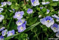 Speedwell: Understanding and Eradicating This Invasive Weed