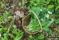 Wild Garlic: Identification and Control