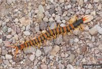 Essential Facts About Giant Centipedes