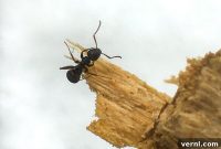 Carpenter Ant Removal: Identify and Eliminate