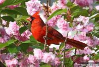 15 Everyday Backyard Birds You Need to Identify
