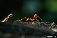 Fire Ant Solutions Explained