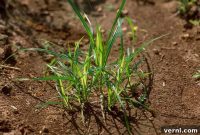 Mastering Nutsedge Identification and Effective Control