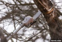 Your Essential Guide to Tree Pruning Tools