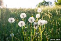 7 Unexpected Benefits of Dandelions for Your Yard