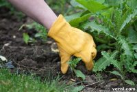 8 Blunders to Avoid When Tackling Weeds