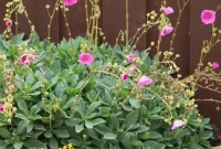 Top 8 Succulents for Beautiful, Low-Maintenance Ground Cover