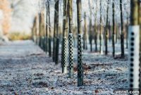 The Hidden Purpose of Metal Around Trees