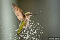 Homemade Hummingbird Misting Station