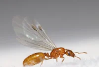 Flying Ant Invasion: Your Homeowner’s Survival Playbook