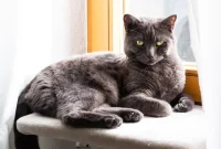 Eliminate Cat Urine Stains and Odor from Clothes