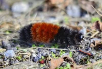 Unmasking the Woolly Bear Caterpillar