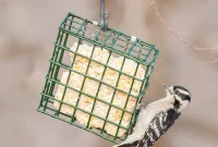 Suet Feeders: A Beginner’s Guide