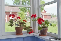 Winter Proof Your Geraniums