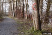What Painted Trees Are Really Telling You