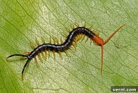The Truth About Centipede Bites