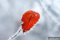 The Winter Fate of Leaves