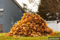 Beyond Composting Ingenious Uses for Dry Leaves