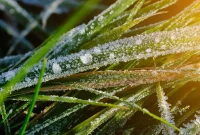 Cool Season Grasses Explained