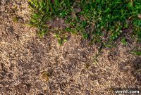 Autumn’s Advantage: Seed for a Lush and Lasting Lawn