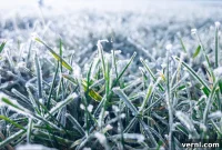 Keeping Your Lawn Healthy All Winter Long