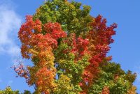 Discover the 6 Most Popular Maple Tree Types