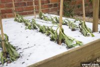 Winterize Your Vegetable Garden for a Flourishing Spring Harvest