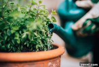 Fall Watering: Your Cut-Off Date
