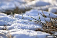 Mastering Winter Weed Control